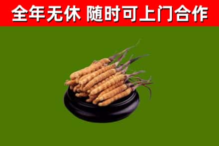黄岩区回收冬虫夏草