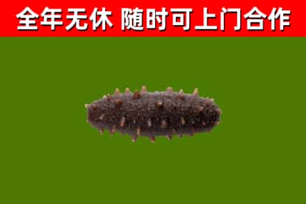黄岩区回收海参干